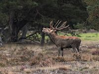 Un cerf élaphe sur la Veluwe
