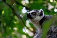 Lemuren-Affe