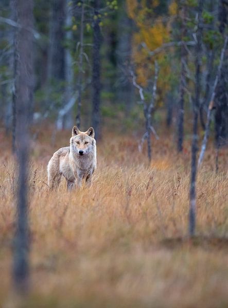 Wolf in Finnland von Han Peper