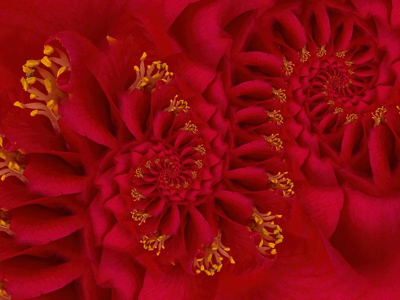 Bloemenzee by Klaartje Majoor