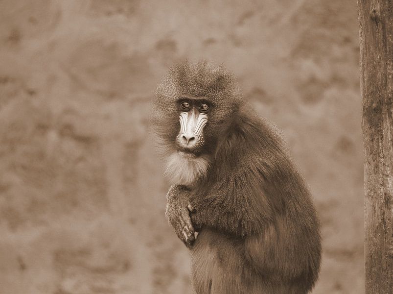 Mandrill in Sepia von Jose Lok
