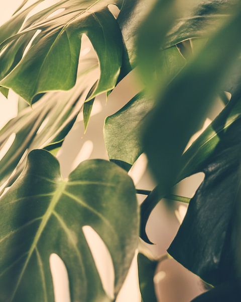 Monstera Deliciosa Hole Plant by Patrycja Polechonska