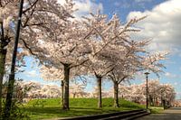 japansa cherry blossom