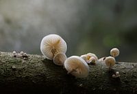 Porzellan Pilz magisches Licht