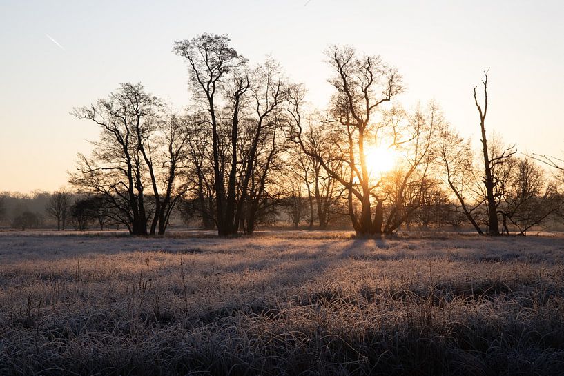 Meadow and trees in winter, landscape shot in the morning by Fotos by Jan Wehnert