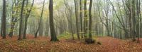 Fantastic deciduous forest in the panorama