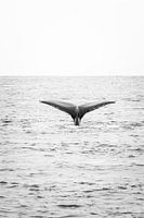 Queue de baleine du Pacifique