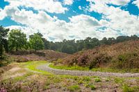 The purple heather street beautifully in bloom on the Brunssummerheide