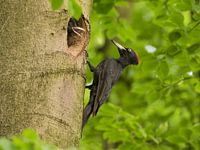 Schwarzspecht mit Schlüpfling