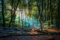 Beautiful color combination in a mystical forest