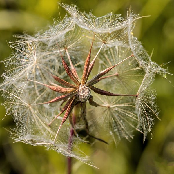Pusteblume von Kurt Krause