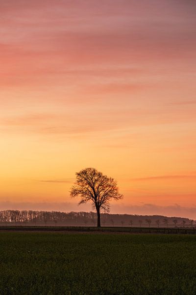A beautiful photo of a lone tree in a vast meadow at sunrise. by Bram Lubbers
