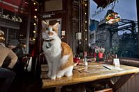 Housecat Café De Doelen, Amsterdam
