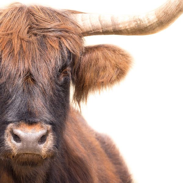 Scottish Highlander by Karel Ton