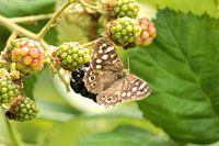 Bont Zandoogje op een braam