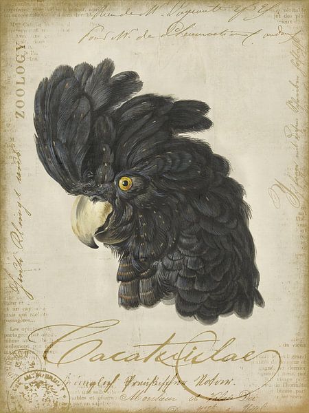 Black Cockatoo by Andrea Haase