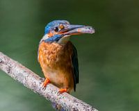 Proud kingfisher mother with a fish for her children