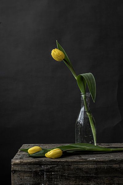 Photo trois tulipes jaunes sur fond sombre par Jenneke Boeijink