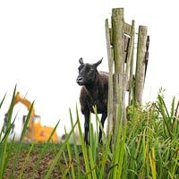 Das einsame schwarze Schaf