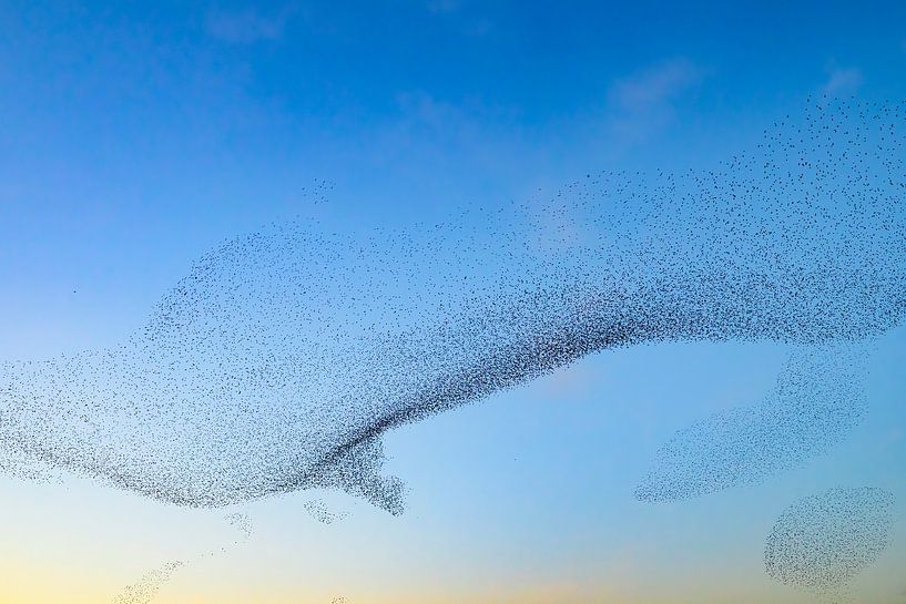 Spreeuwen zwerm in de lucht tijdens zonsondergang van Sjoerd van der Wal Fotografie