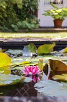 The Pink Water Lily