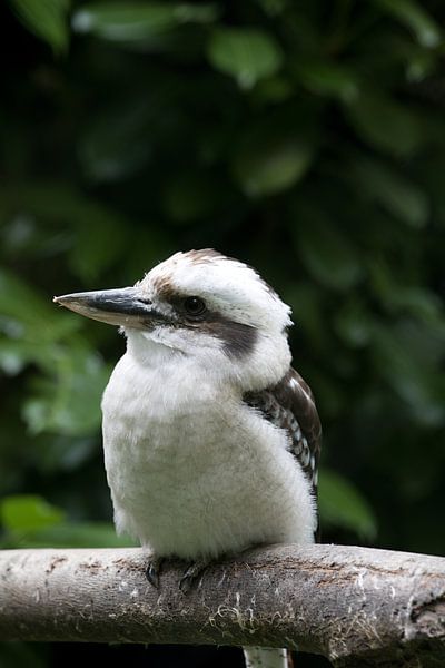 Le kookaburra par W J Kok
