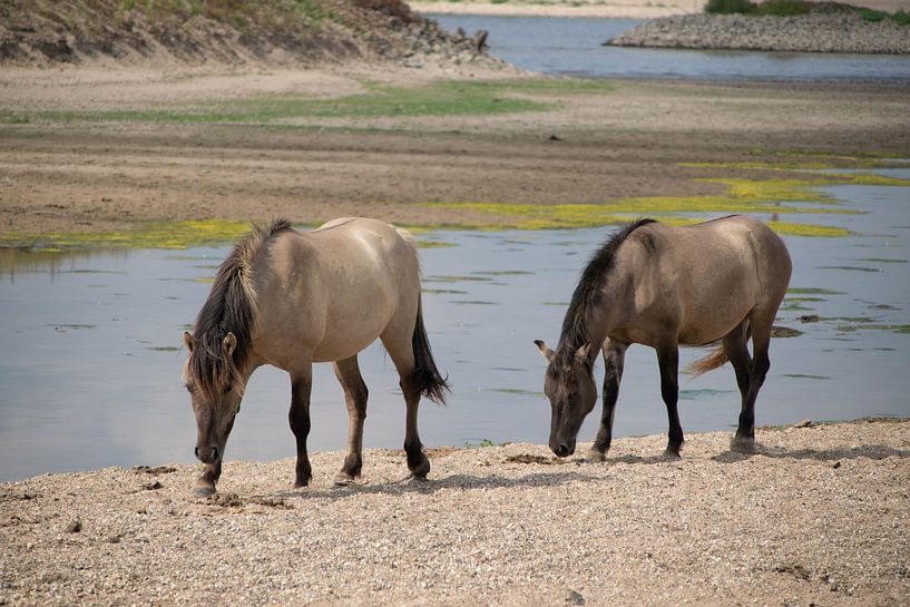 Chevaux Konik sur la plaine inondable du Waal près de Waardenburg par Robin Verhoef