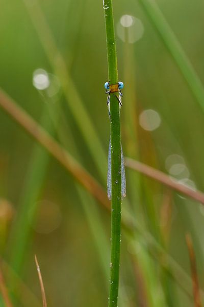 stiekeme tengere grasjuffer von Francois Debets