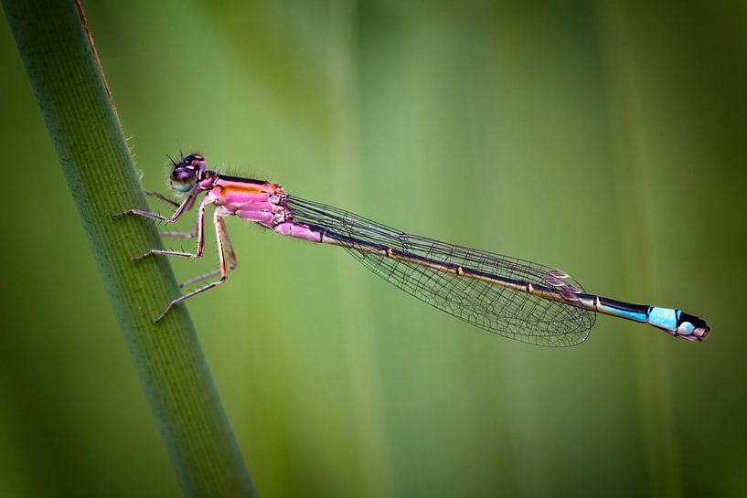 Waterjuffer by Jan van der Knaap