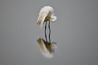 Egret