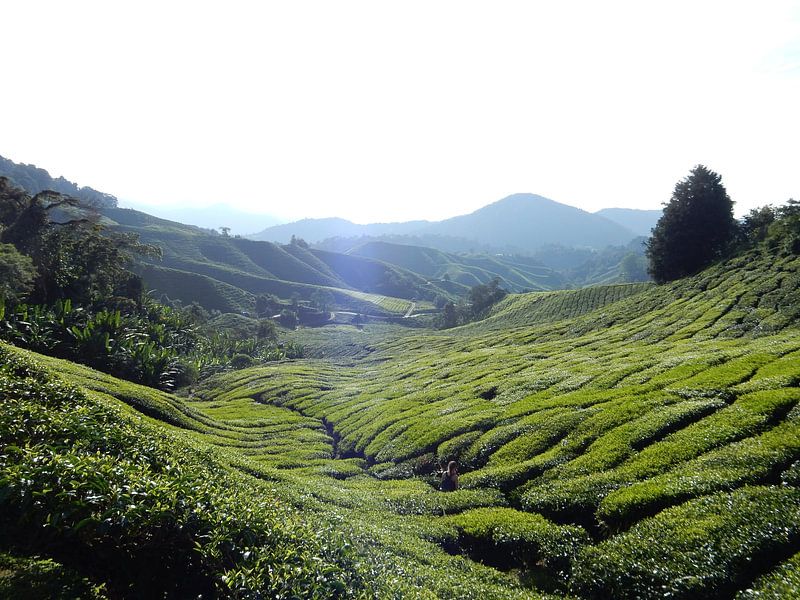 Cameron Highlands von Christine Volpert