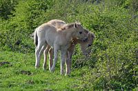 conversation entre poulains koniks