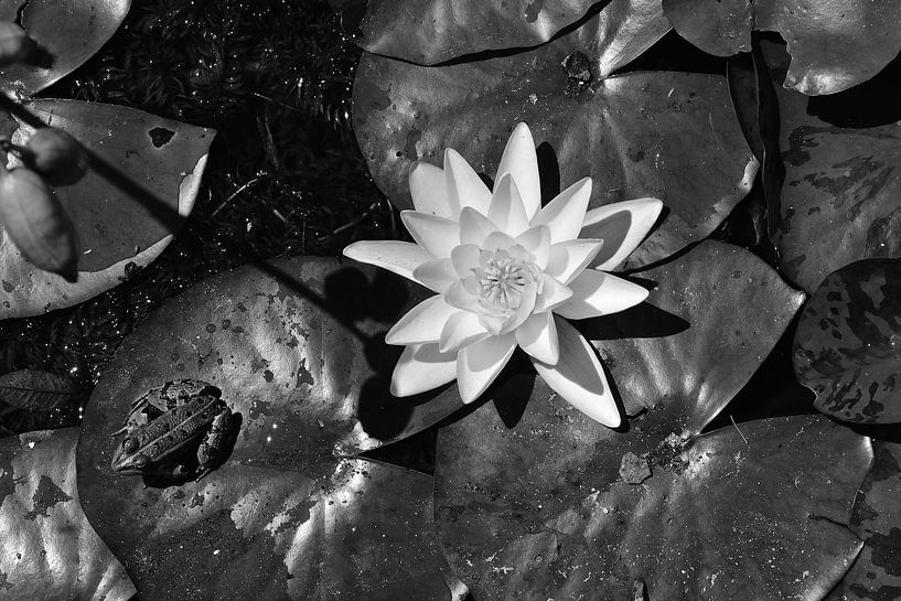 Frosch auf einem Seerosenblatt mit einer weißen Lilie. von Christa Stroo photography