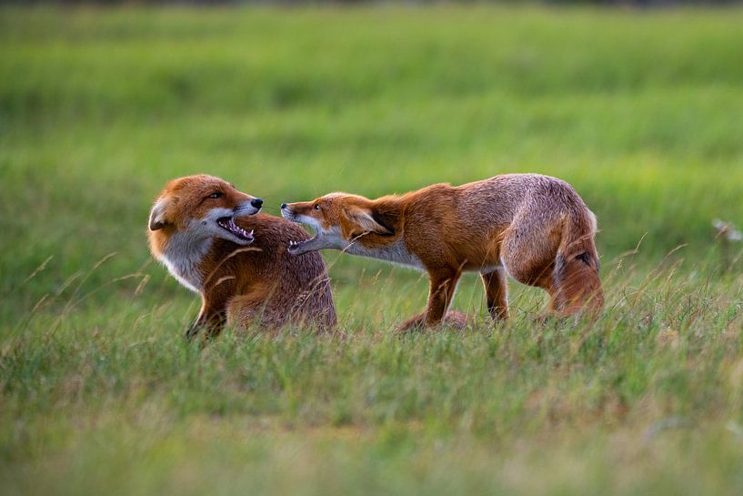 les renards de combat par Ed Klungers