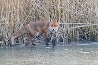 Fox on ice