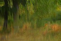 Forest with camera painted