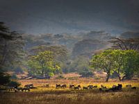 "Garten Eden", im Kratermund des Ngorongoro.