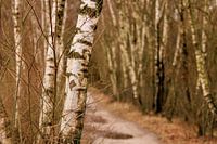 What the future holds...