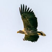 Weißkopfseeadler in der Thermik