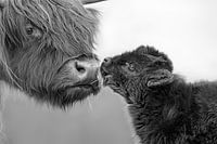 Scottish Highlanders