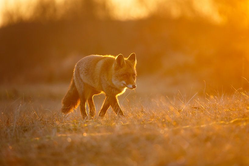 Sunset by Pim Leijen