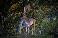 Cerfs dans les dunes