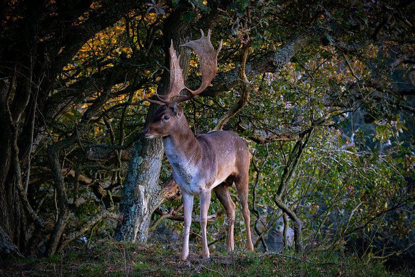 Cerfs dans les dunes par Patricia Van Roosmalen
