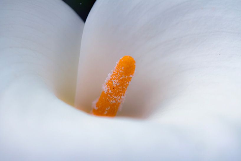 Arum by shoott photography