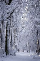 Snowy trees in Germany