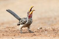 Zuidelijke geelsnaveltok-dans