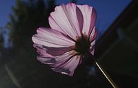 Lila Blume Christchurch Neuseeland