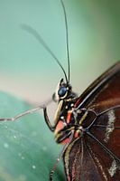 Baby's got blue eyes 