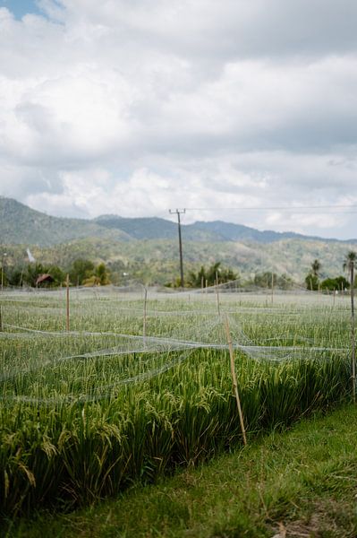 De prachtige rijstvelden van het eiland Bali van Kíen Merk