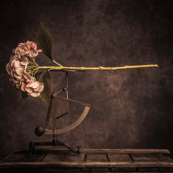 Flower by Geert-Jan Timmermans